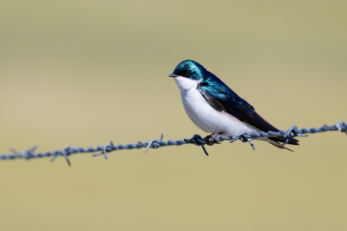 vlaštovka stromová - ML648969500