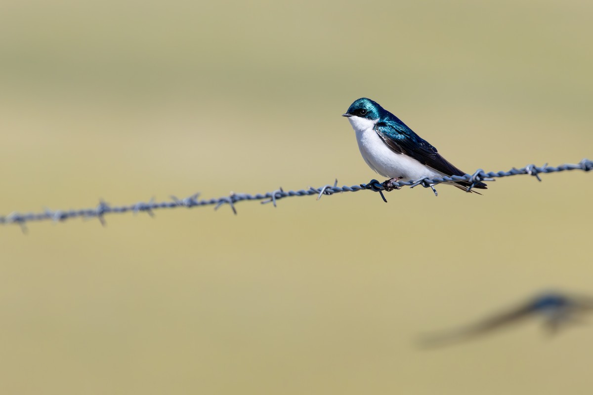 vlaštovka stromová - ML648969501