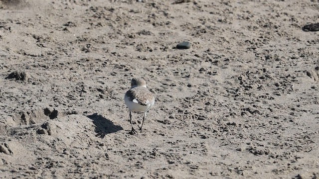 Snowy Plover - ML648969568