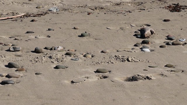 Snowy Plover - ML648969569