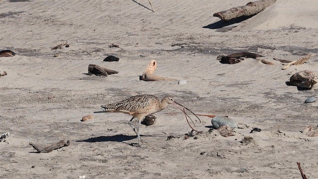 Long-billed Curlew - ML648969589
