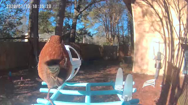 Каролинский крапивник - ML648969599