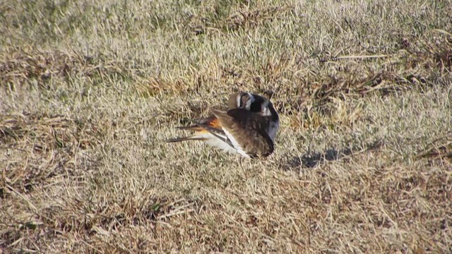 Крикливый зуёк - ML648969653