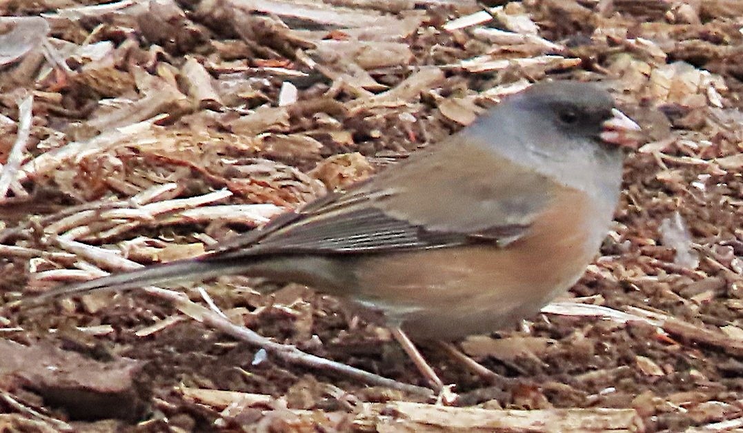 Dark-eyed Junco (Pink-sided) - ML648969687