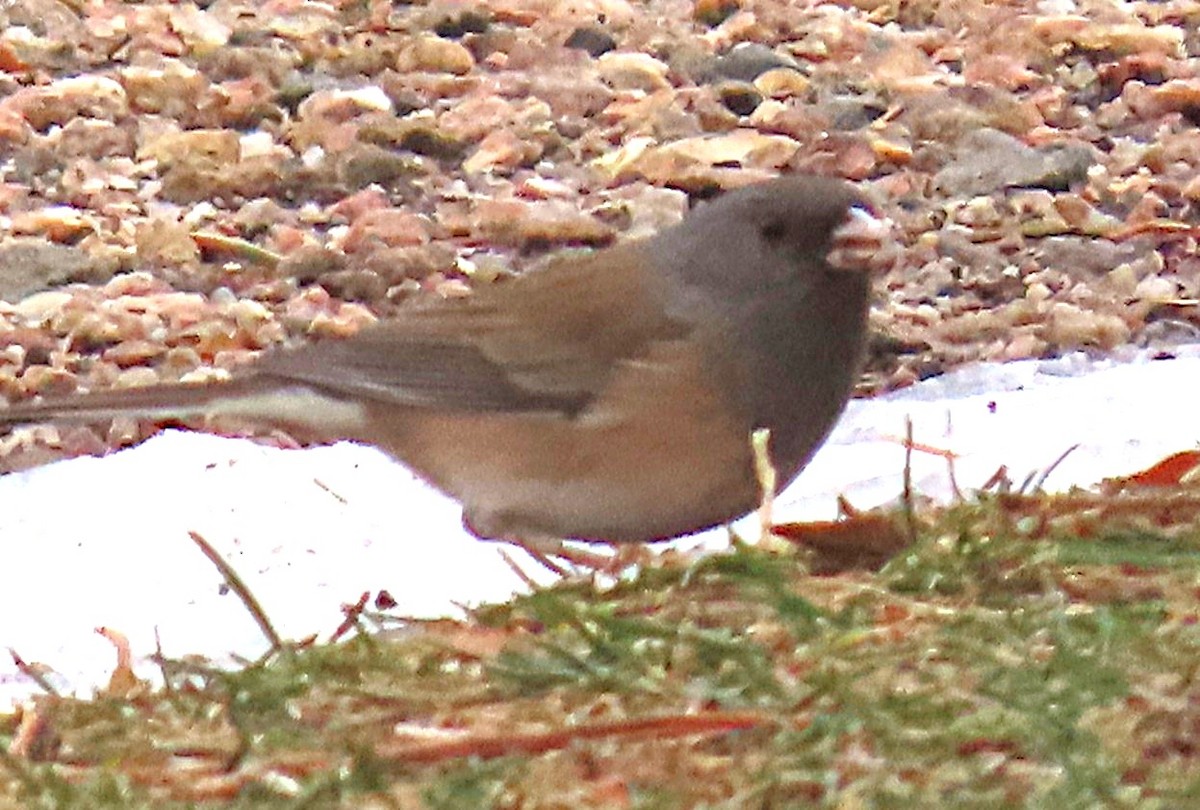 Dark-eyed Junco (Pink-sided) - ML648969688