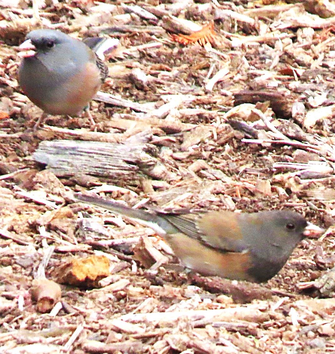 Dark-eyed Junco (Pink-sided) - ML648969689