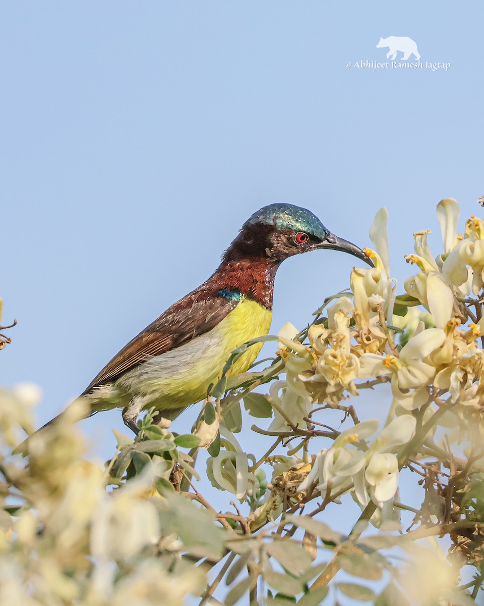 Suimanga Cingalés - ML648969712
