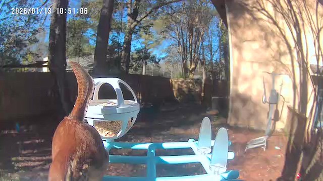 Каролинский крапивник - ML648969727