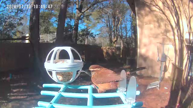 Каролинский крапивник - ML648969728