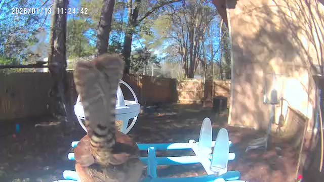 Каролинский крапивник - ML648969858