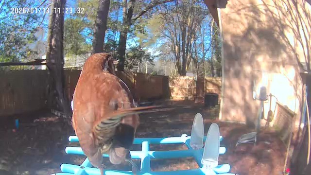 Каролинский крапивник - ML648969859