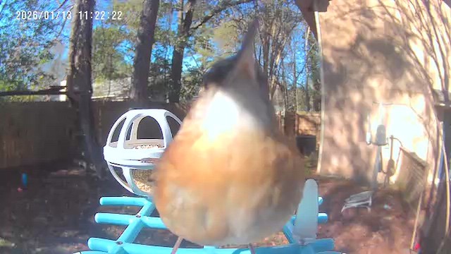 Каролинский крапивник - ML648969860