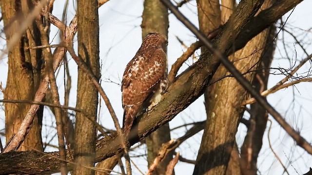 káně rudochvostá - ML648969922