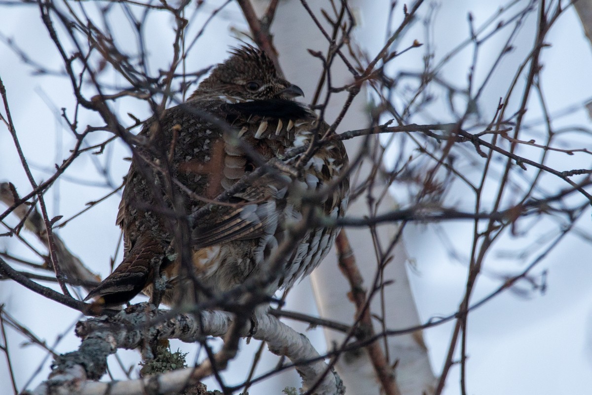 Ruffed Grouse - ML648969986