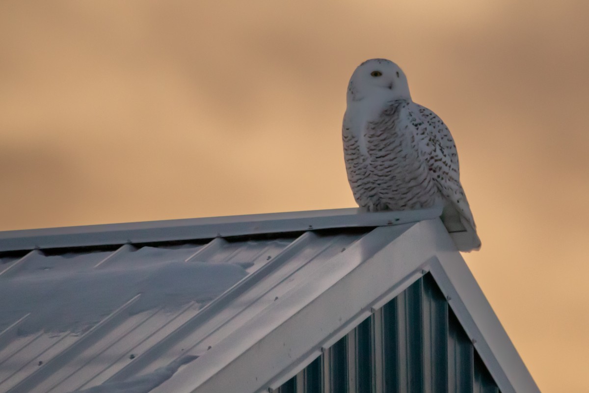 Elur-hontza - ML648970011