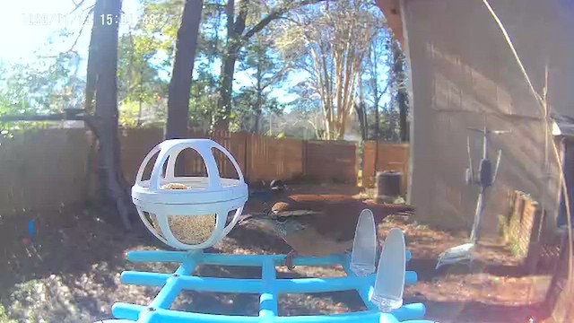 Каролинский крапивник - ML648970068