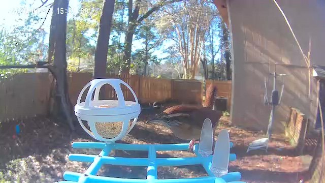 Каролинский крапивник - ML648970069