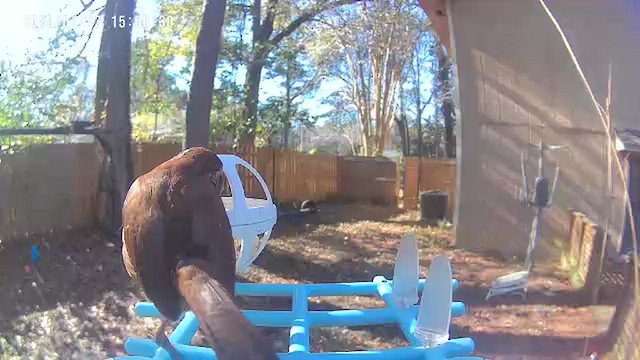 Каролинский крапивник - ML648970070