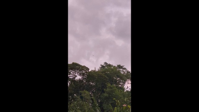 Полуошейниковый козодой - ML648970104