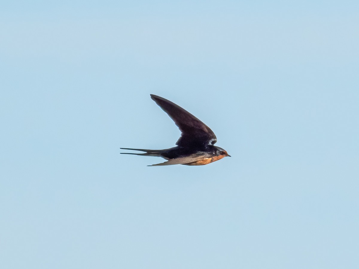 Barn Swallow - ML648970214