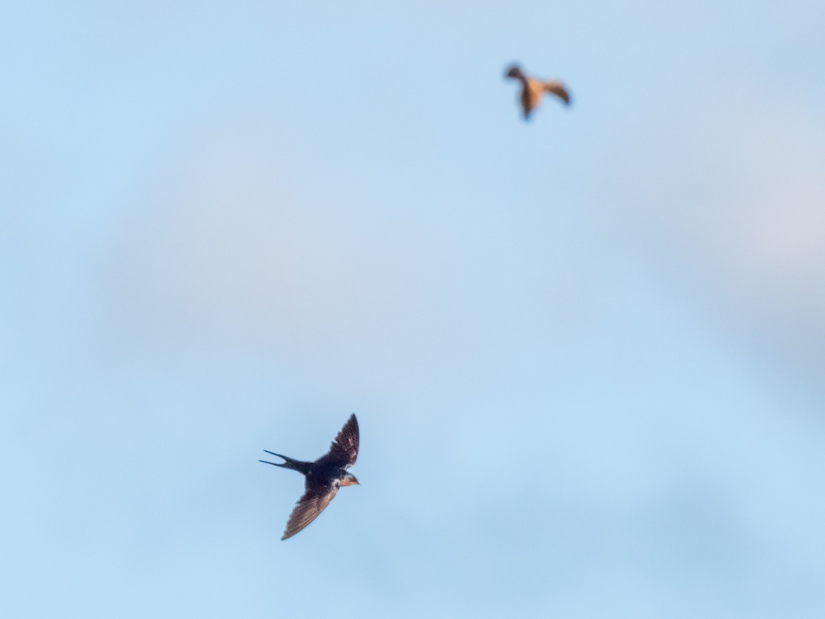 Barn Swallow - ML648970215
