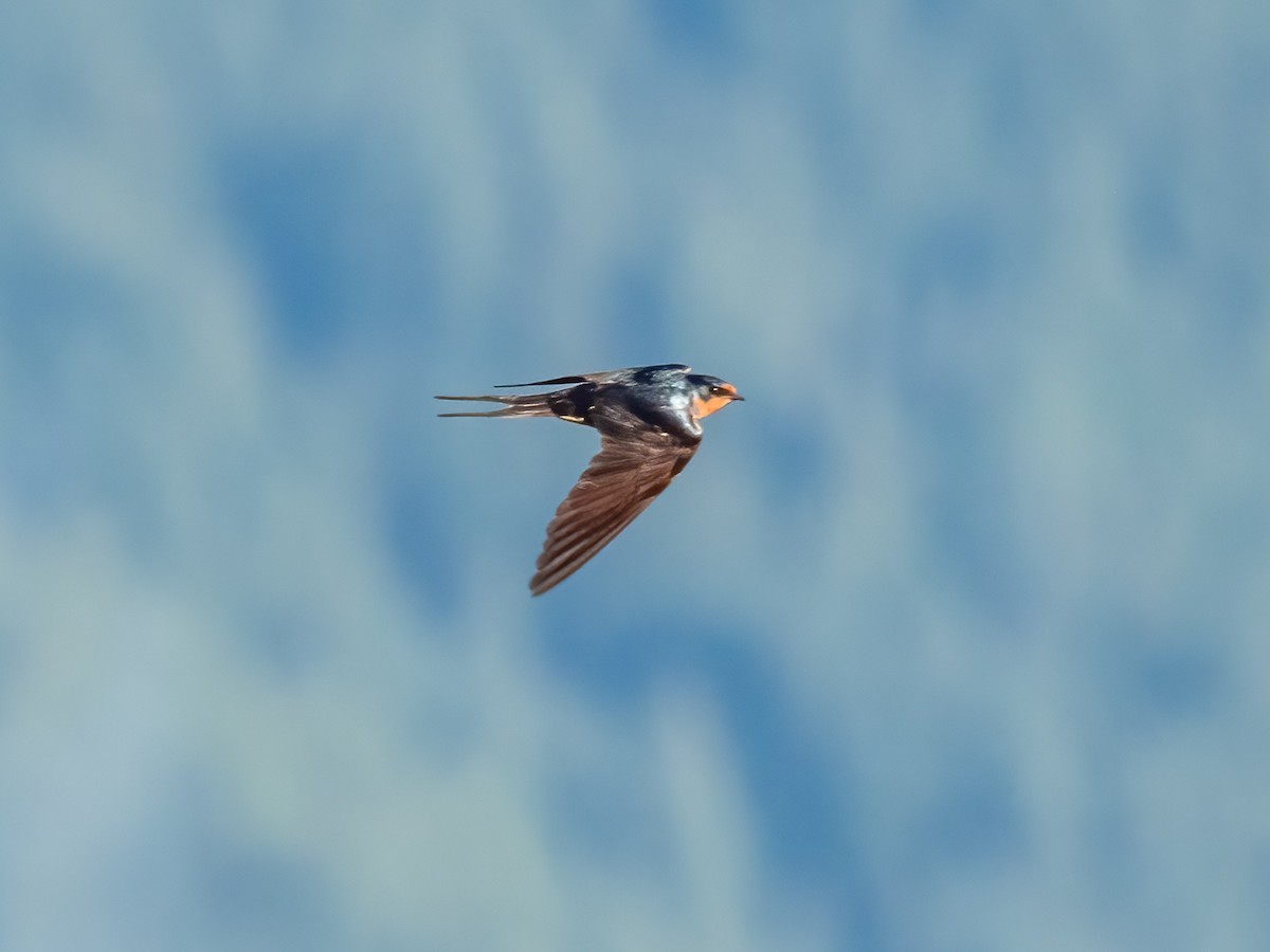 Barn Swallow - ML648970216