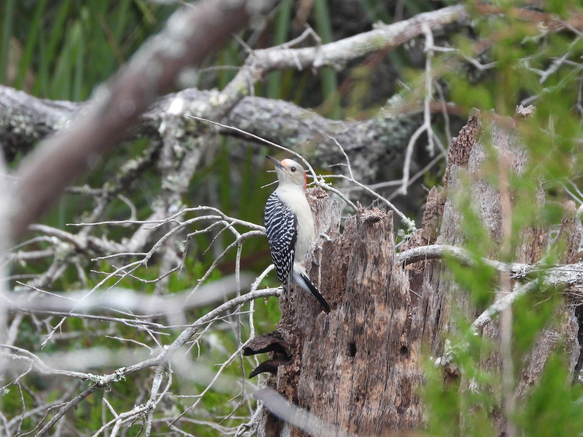 Red-bellied Woodpecker - ML648970224