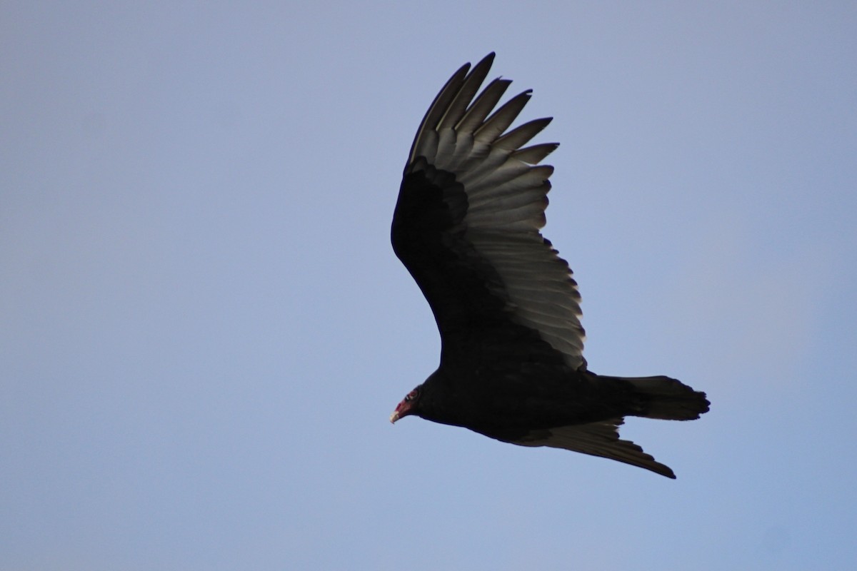 Turkey Vulture - ML648970246