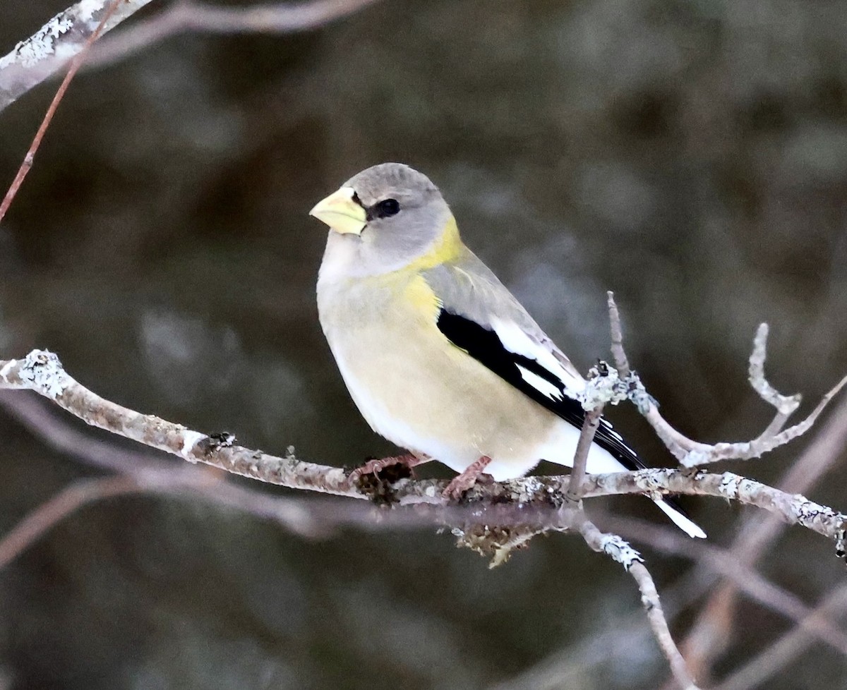 Evening Grosbeak - ML648970276