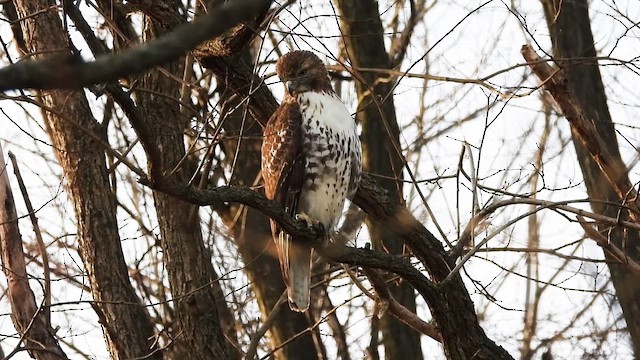 káně rudochvostá - ML648970283