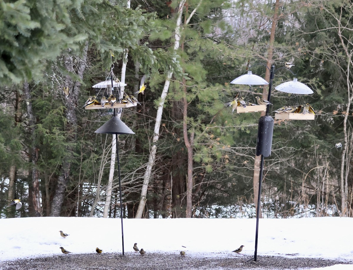 Evening Grosbeak - ML648970308