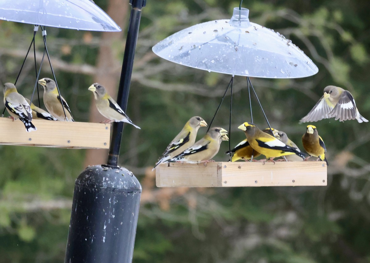 Evening Grosbeak - ML648970312