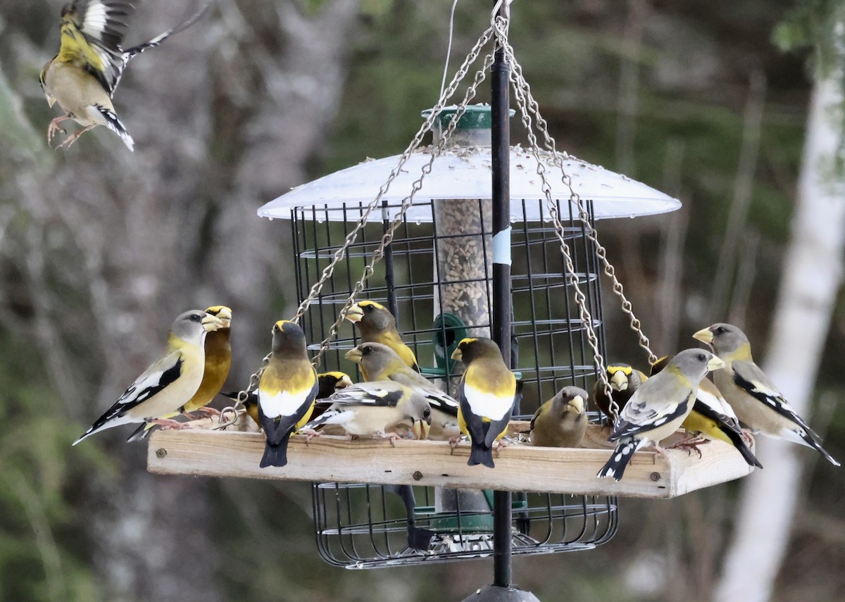 Evening Grosbeak - ML648970322