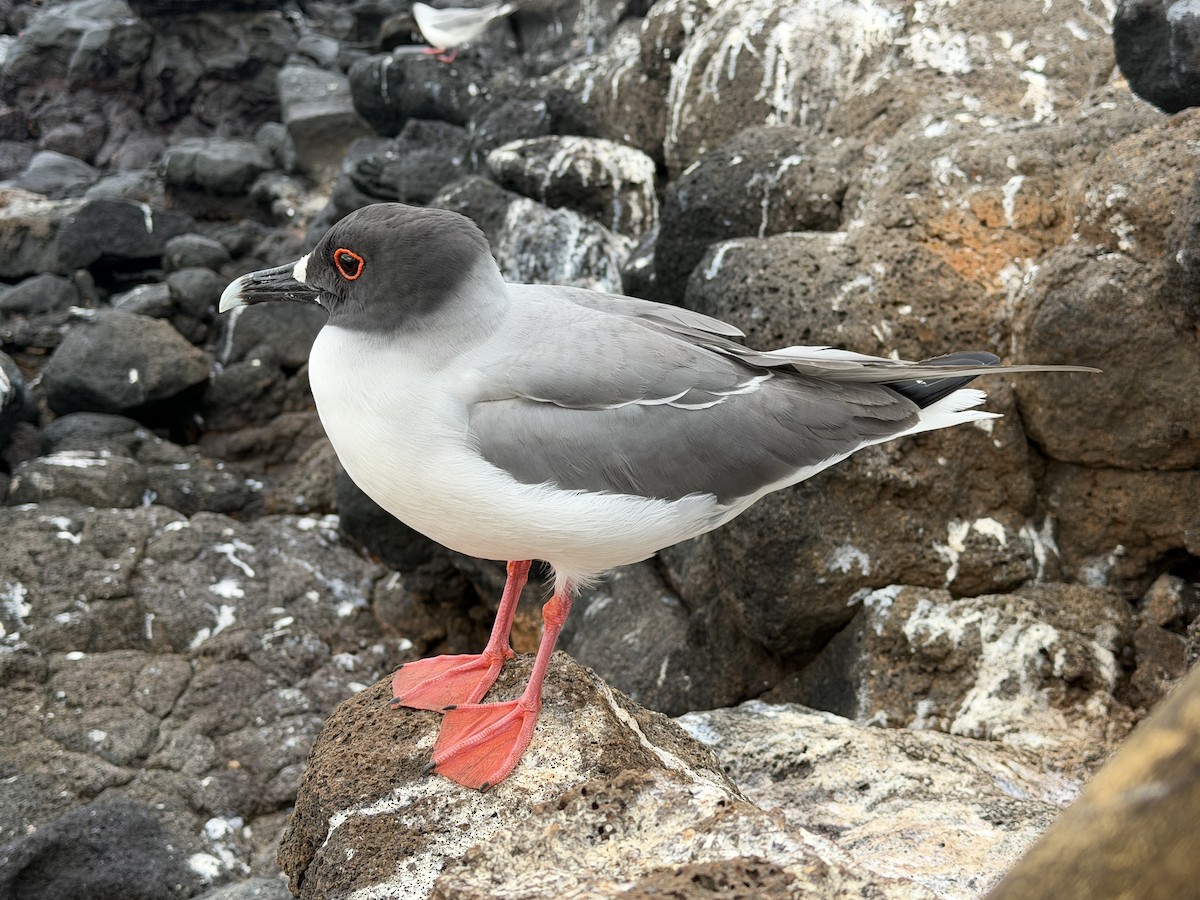 Swallow-tailed Gull - ML648970464