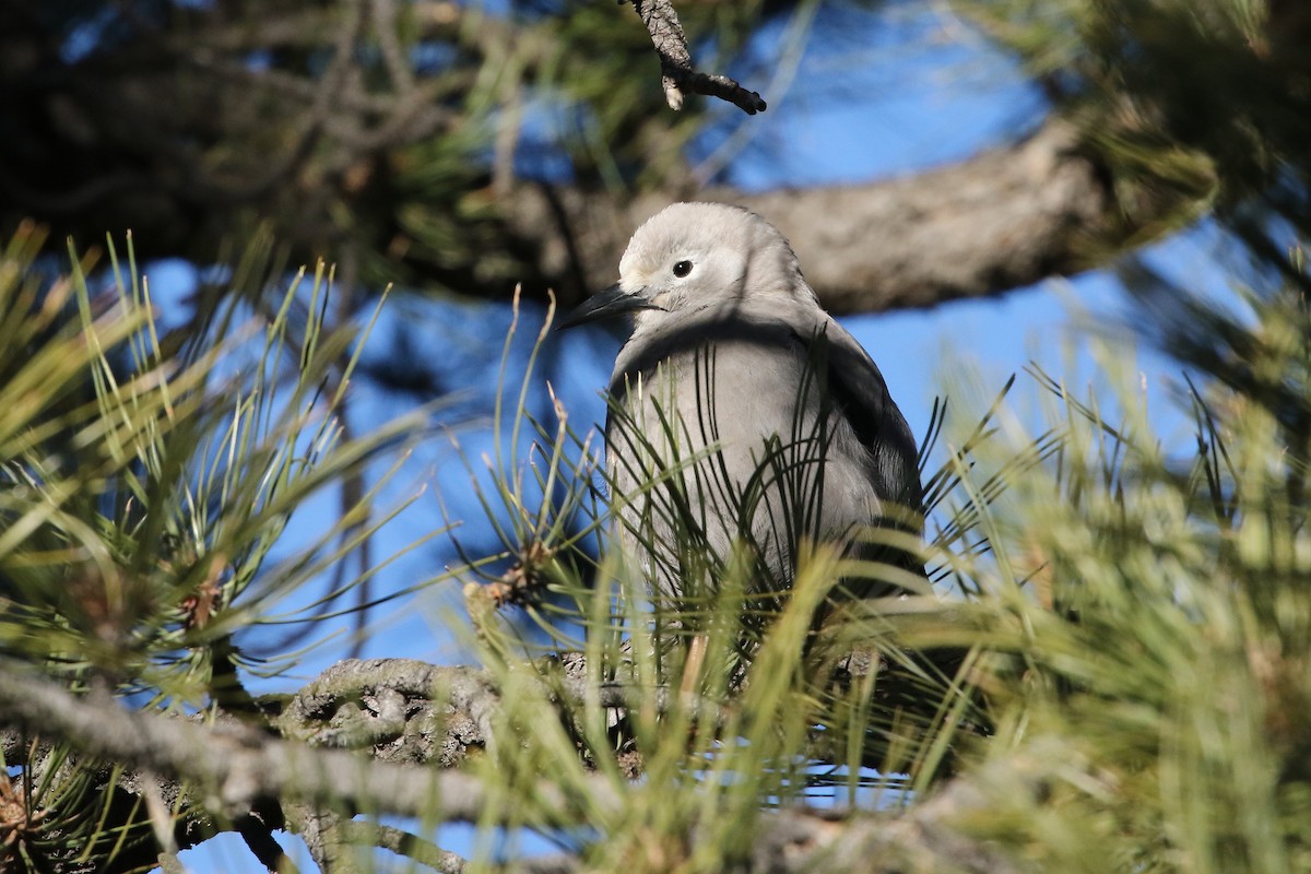 Clark's Nutcracker - ML648970473