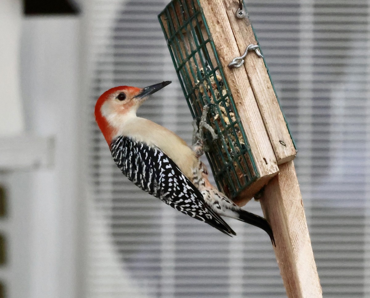 Гіла каролінська - ML648970476