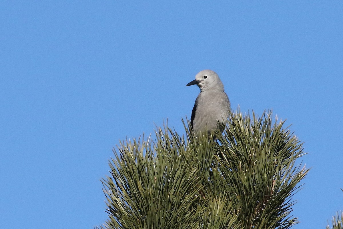 Clark's Nutcracker - ML648970481