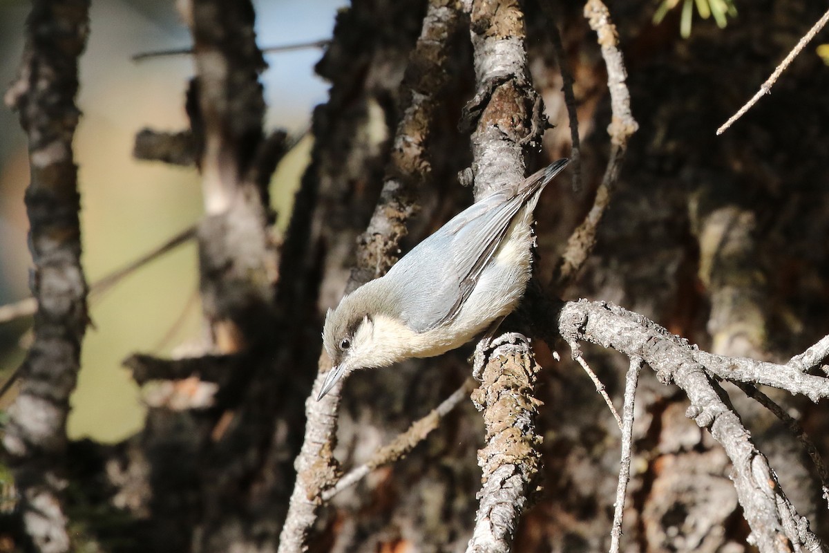 Pygmy Nuthatch - ML648970488