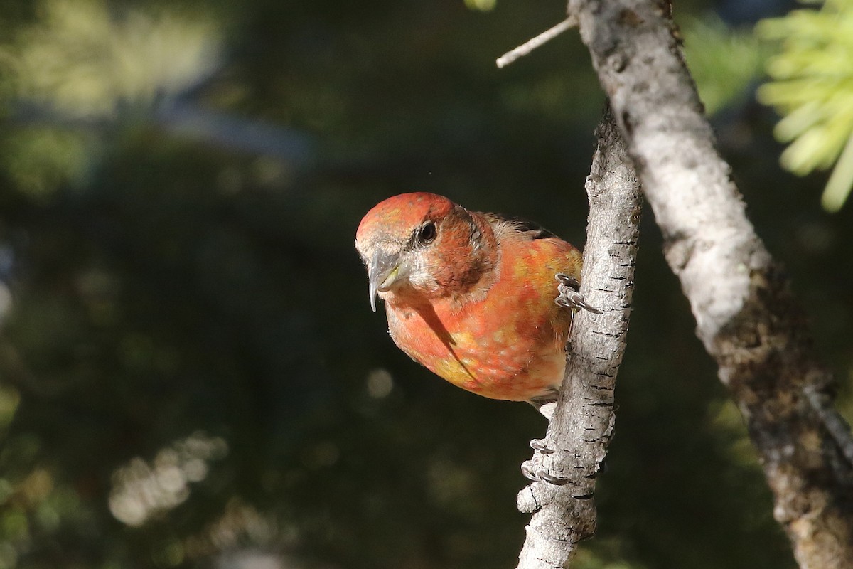 Red Crossbill - ML648970504