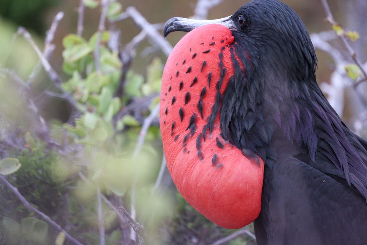 Magnificent Frigatebird - ML648970506