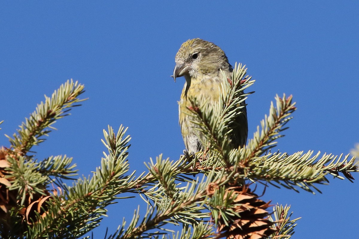 Red Crossbill - ML648970508