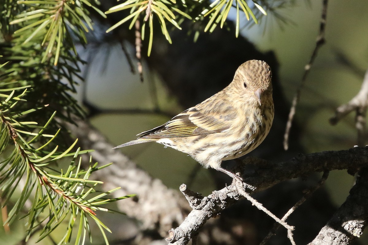 Pine Siskin - ML648970517
