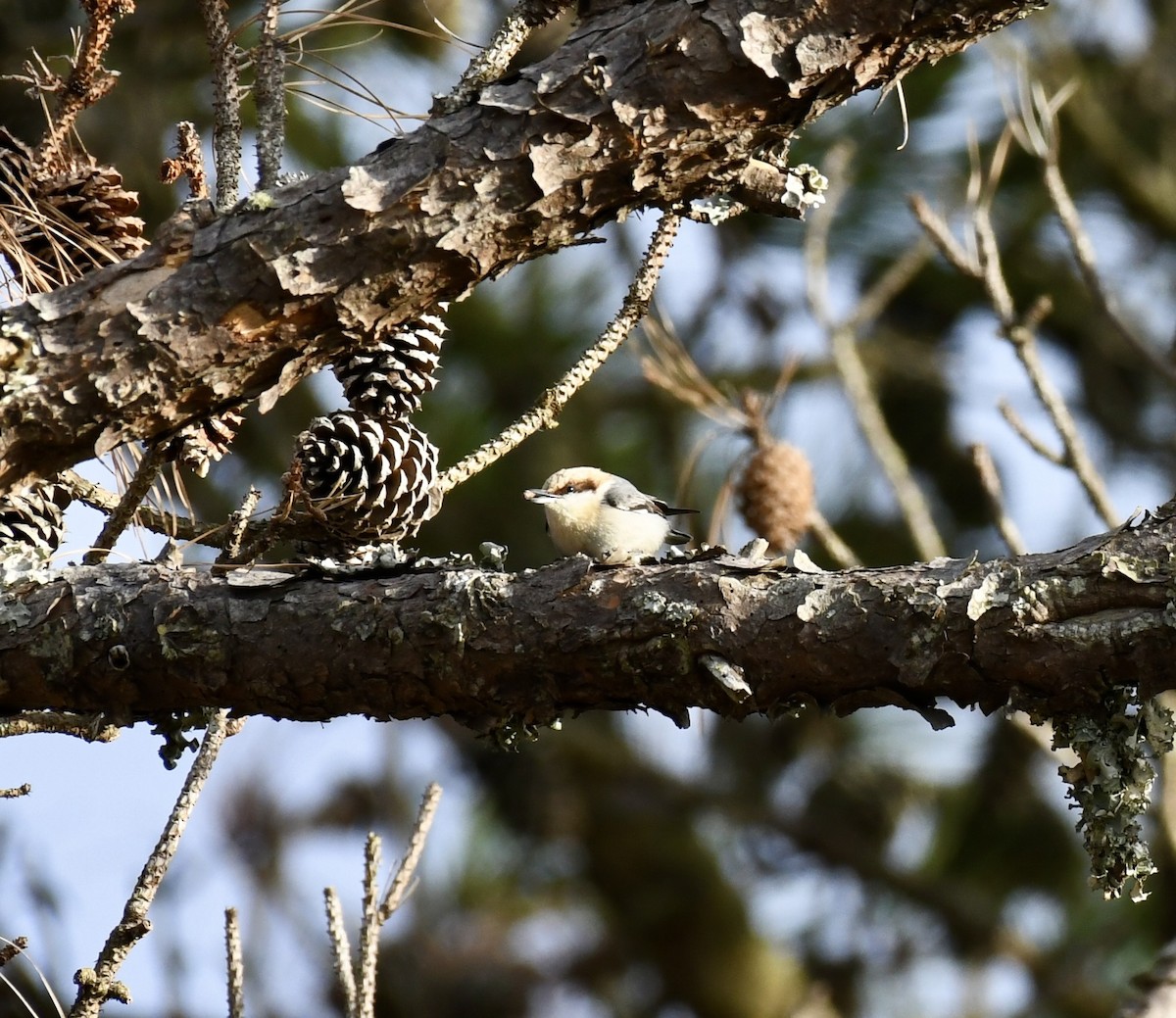 Brown-headed Nuthatch - ML648970763