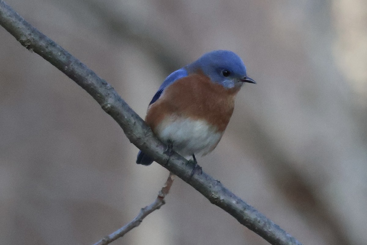 Azulejo Oriental - ML648970805