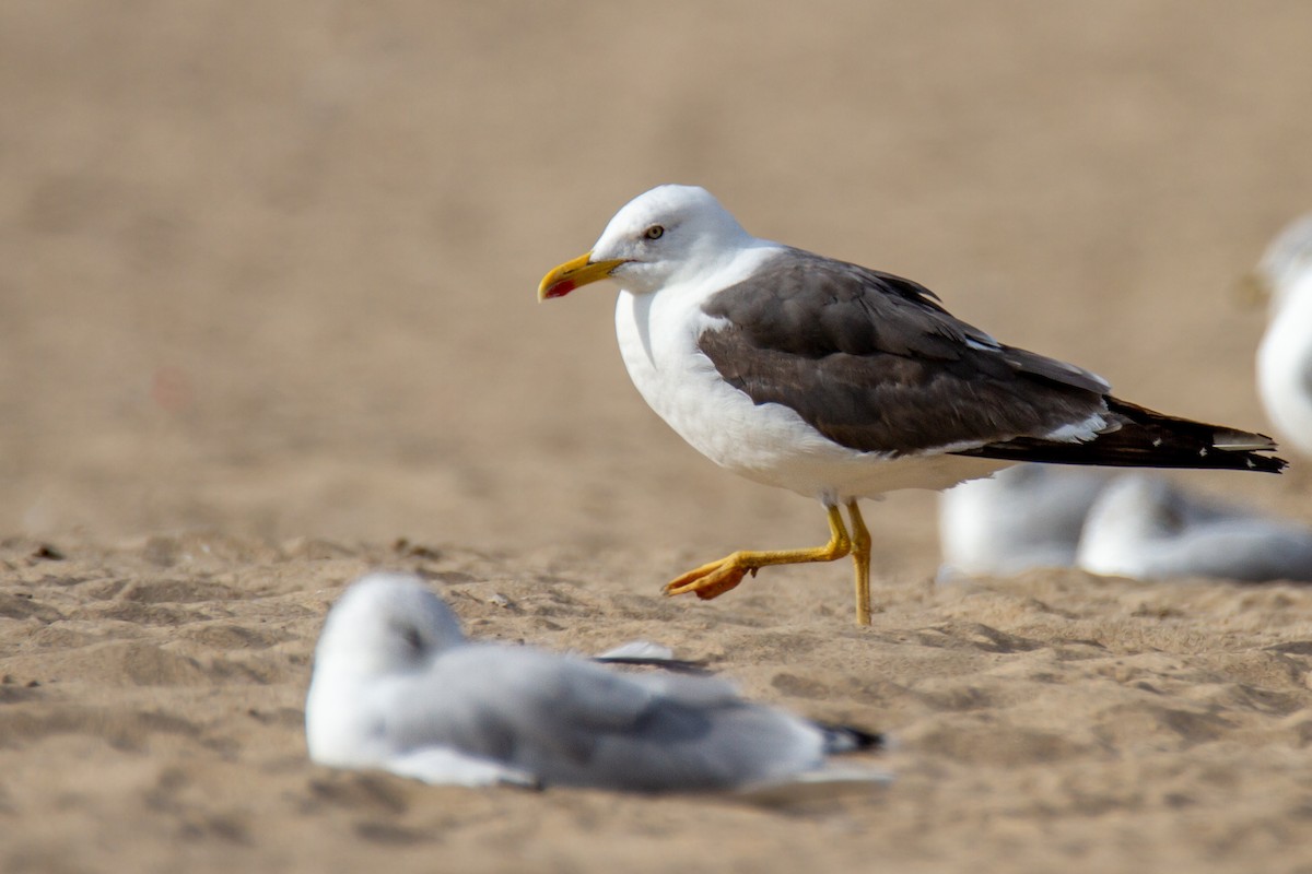 Lesser Black-backed Gull - ML648970875