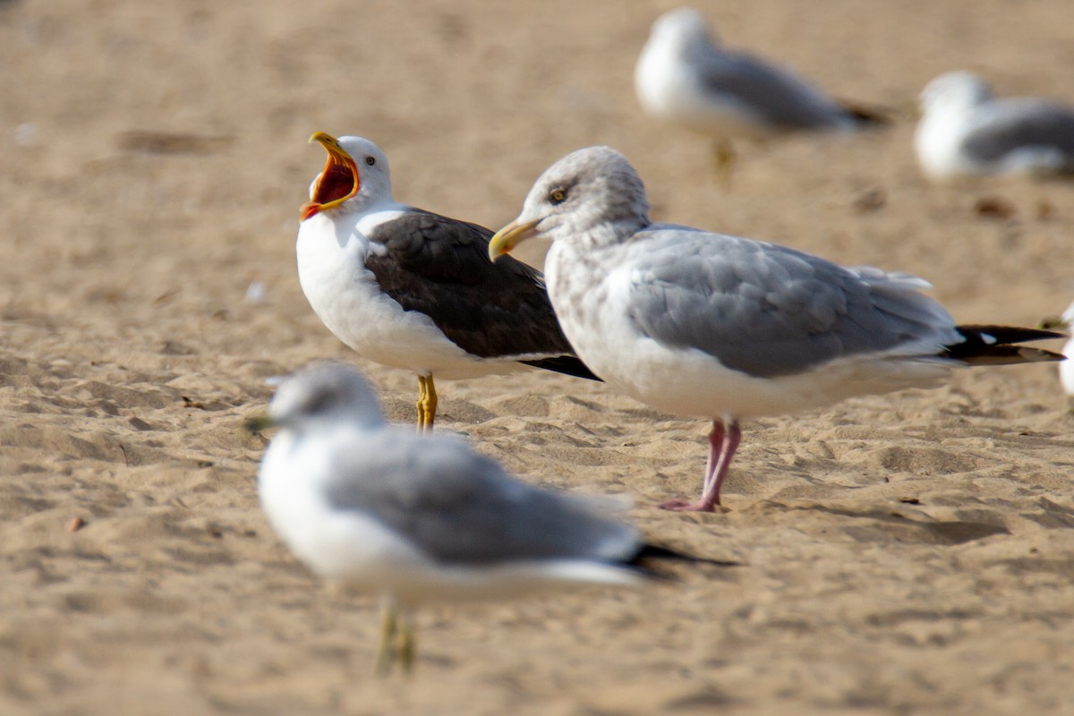 Lesser Black-backed Gull - ML648970876
