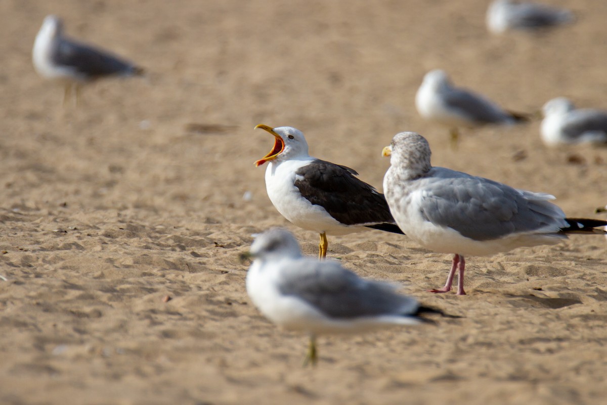 Lesser Black-backed Gull - ML648970877