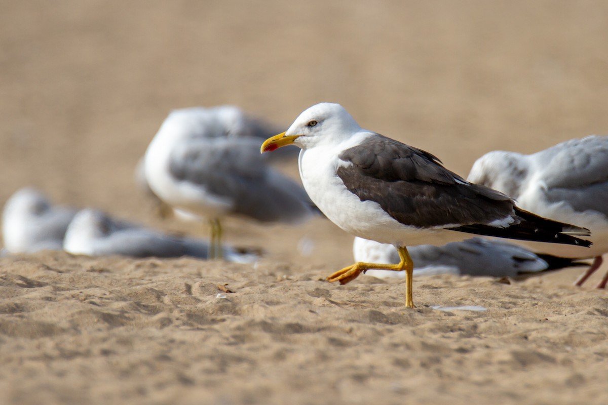 Lesser Black-backed Gull - ML648970878