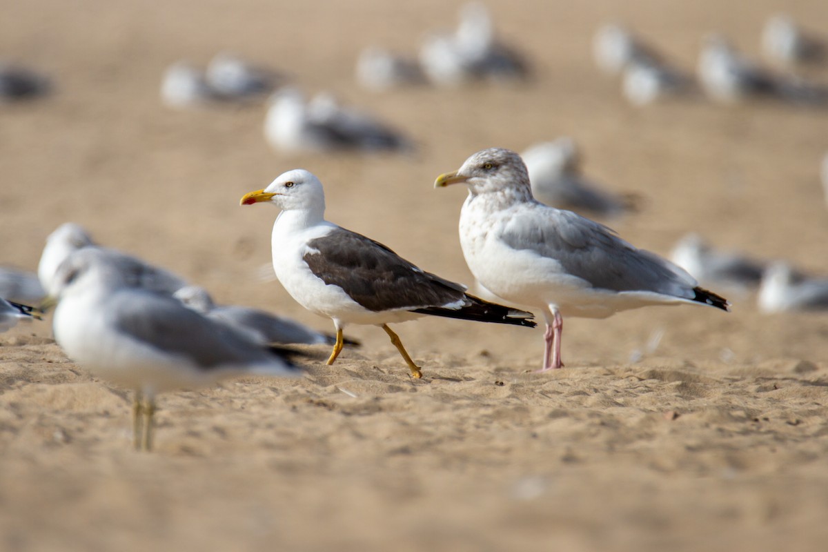 Lesser Black-backed Gull - ML648970879