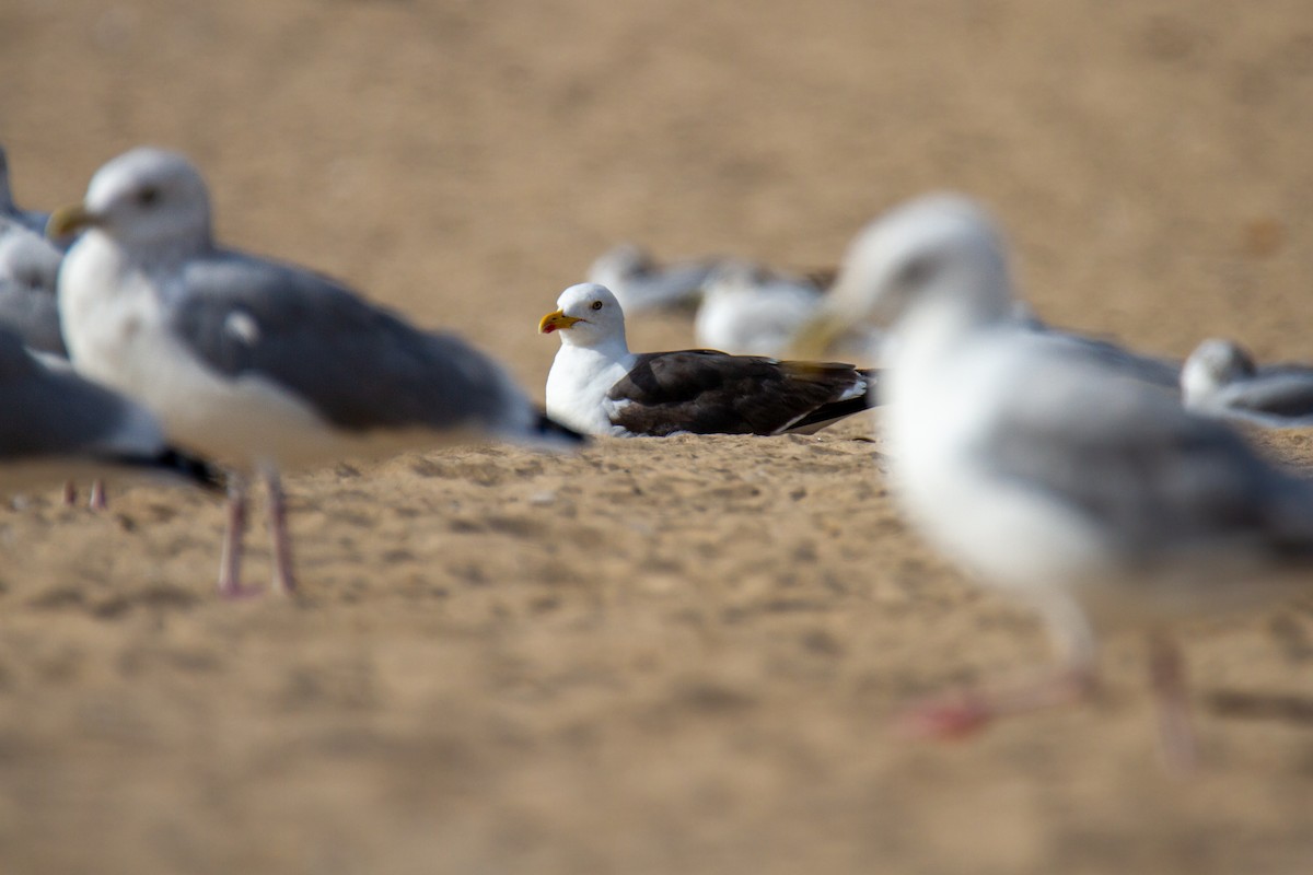 Lesser Black-backed Gull - ML648970880